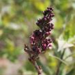 Lilac Stand at Hancock's Resolution