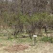Lilac Stand at Hancock's Resolution