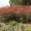 Quince at Hancock's Resolution