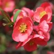 Quince at Hancock's Resolution