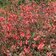 Quince at Hancock's Resolution