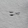 Paw Prints
