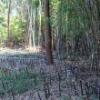 Invasive Bamboo Removal