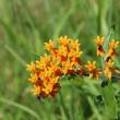 Butterfly Weed at Hancock's Resolution Park