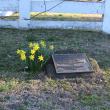 Jonquils