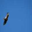 Vulture