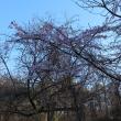 Cherry Blossoms