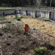 Kitchen Garden