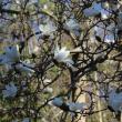 Star Magnolia