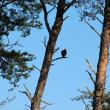 A Pair of Ospreys