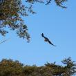 A Third Osprey Shows Up