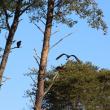 Trying to Chase one of the Resting Ospreys