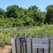Bay Wise and U of MD Extension Master Gardeners  at Hancock's Resolution Park