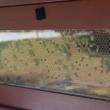 Bee Keeping Demonstration at Hancock's Resolution Park