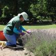 Second Harvesting of Lavender at Hancock's Resolution Park