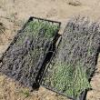 Harvested Lavender  at Hancock's Resolution Park