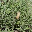 Caterpillar  at Hancock's Resolution Park