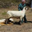 Sheep Shears with Hand Shears