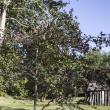 Tom Sawyer Day 2018 01 Tupelo Trees Starting to Turning Red